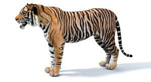 Big Cats 05 3D Model Thumbnail