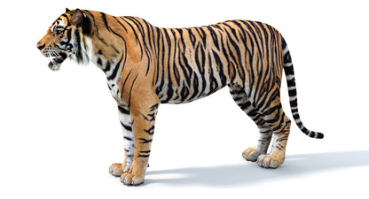 Big Cats 05 3D Model