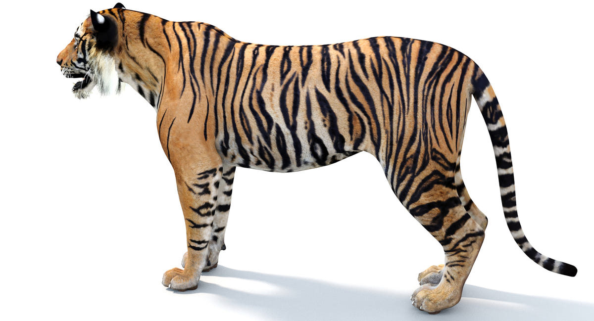 Big Cats 05 3D Model
