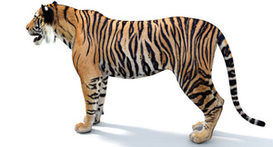 Big Cats 05 3D Model Thumbnail
