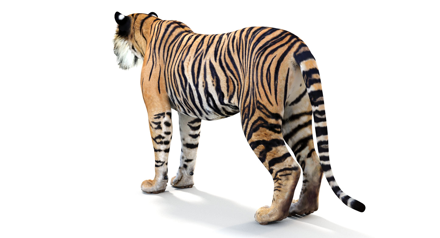 Big Cats 04 3D Model