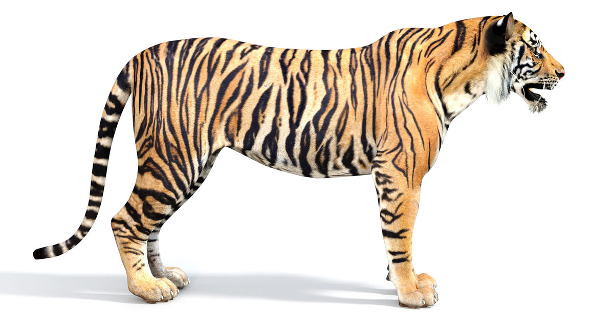 Big Cats 05 3D Model