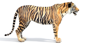 Big Cats 05 3D Model Thumbnail