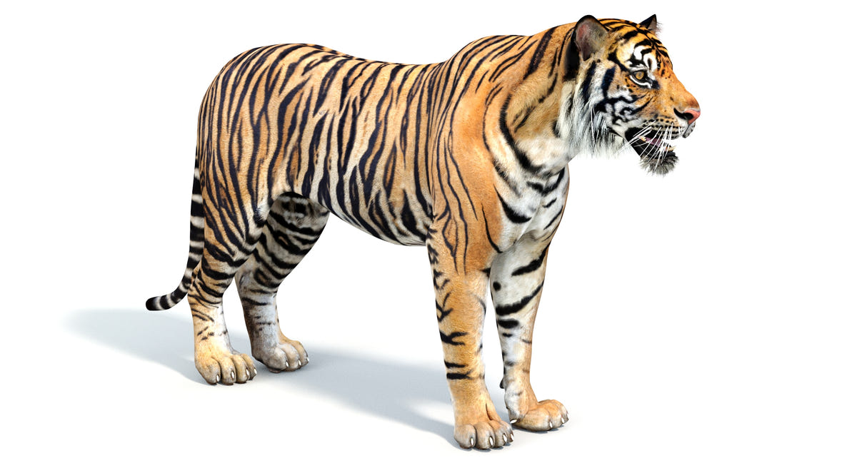 Big Cats 05 3D Model