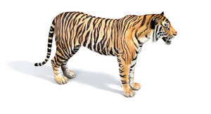 Big Cats 04 3D Model Thumbnail