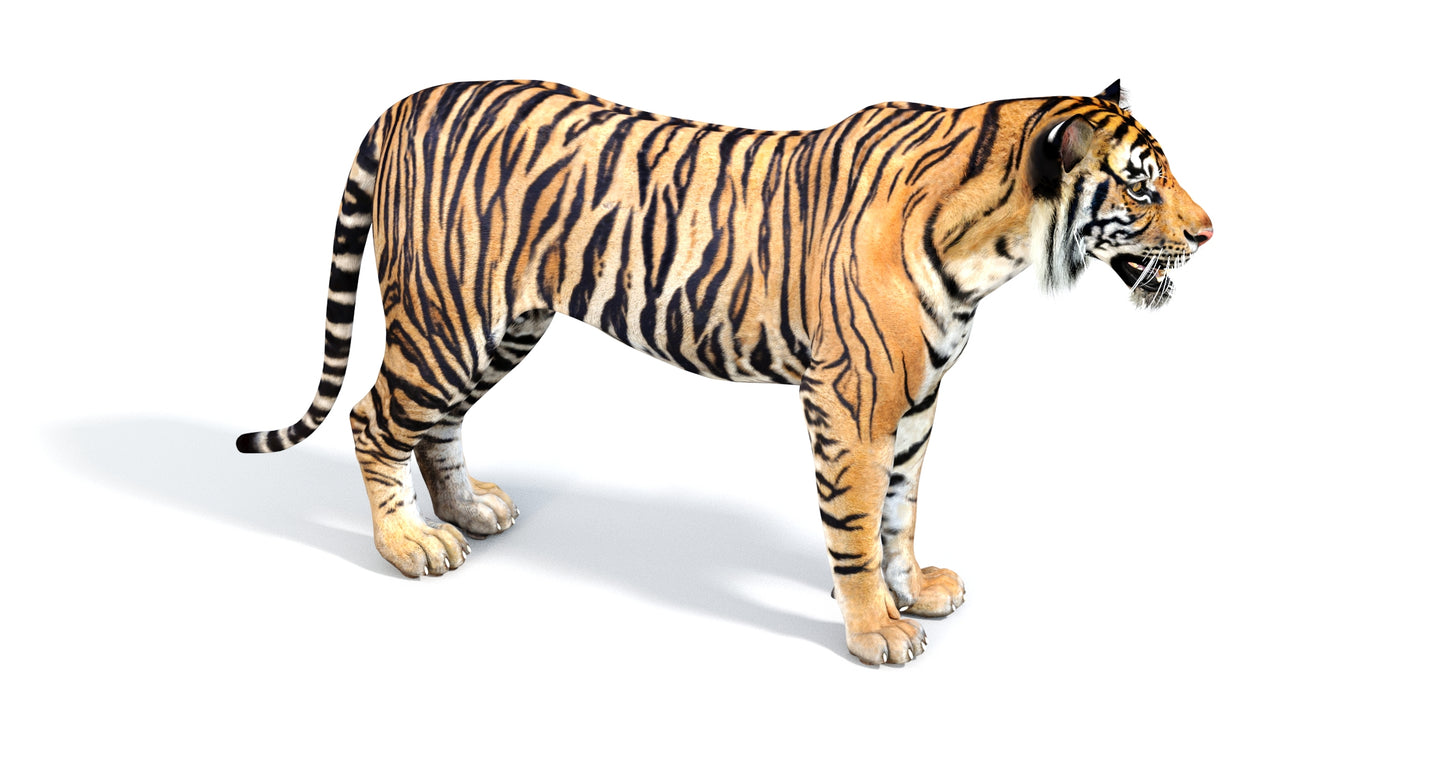 Big Cats 04 3D Model