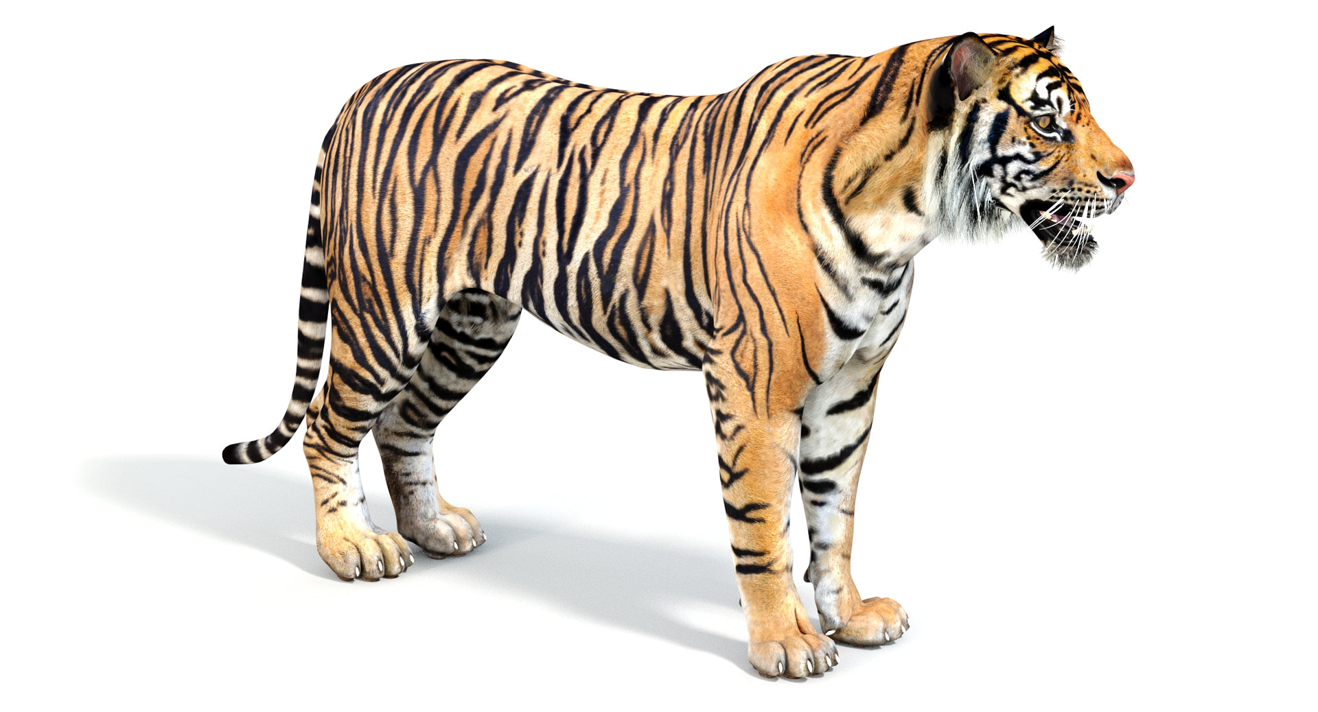 Big Cats 05 3D Model