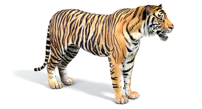 Big Cats 04 3D Model