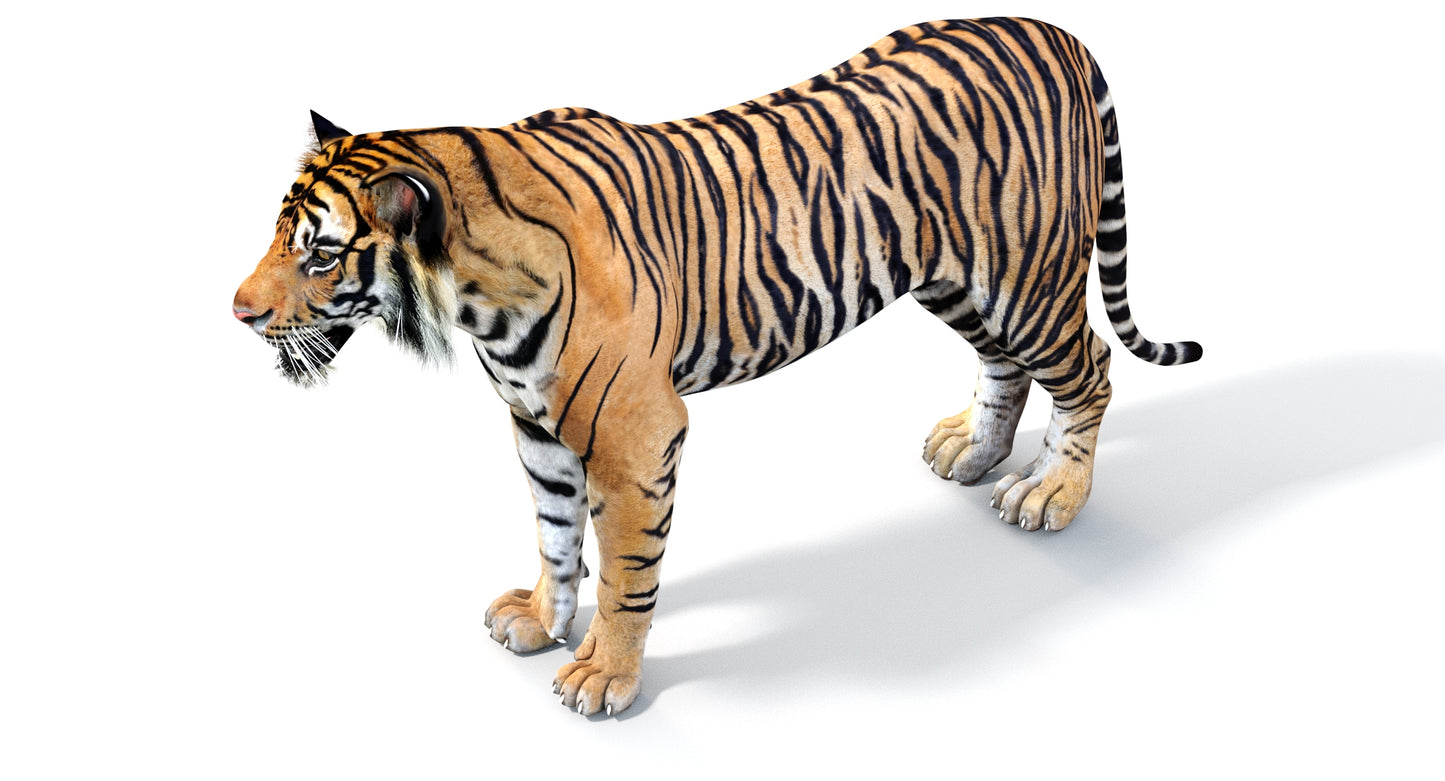 Big Cats 04 3D Model