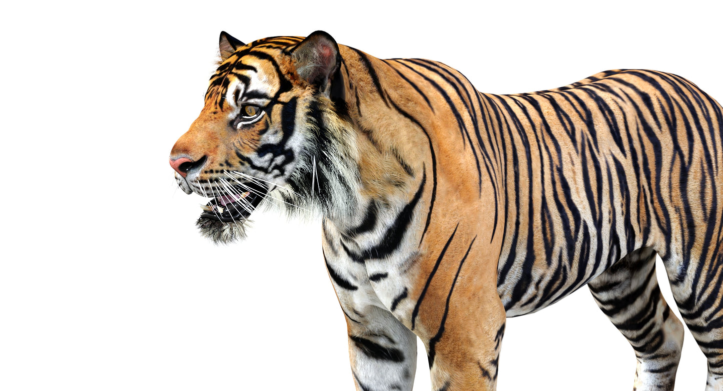 Big Cats 04 3D Model