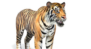 Big Cats 04 3D Model Thumbnail
