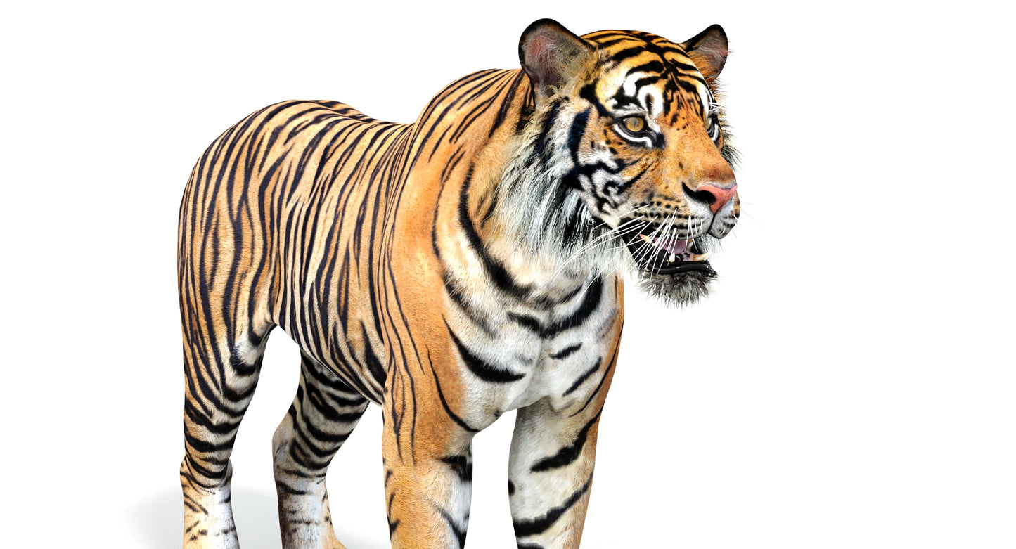 Big Cats 04 3D Model