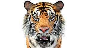 Big Cats 05 3D Model Thumbnail