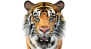 Big Cats 05 3D Model Thumbnail