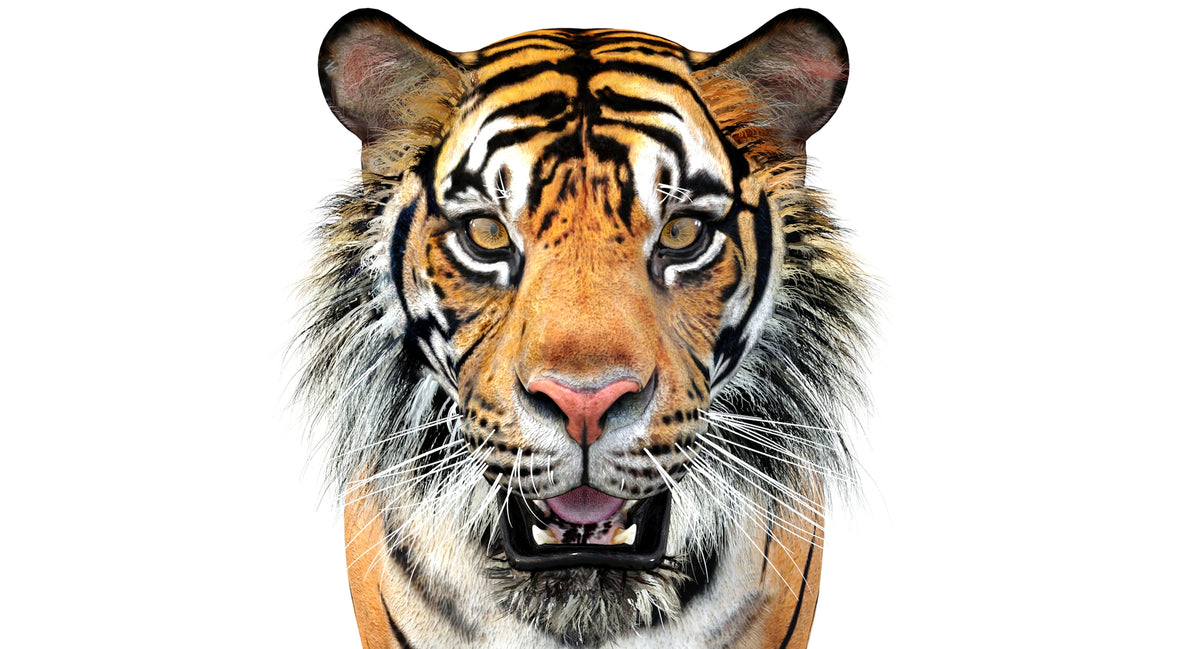Big Cats 05 3D Model