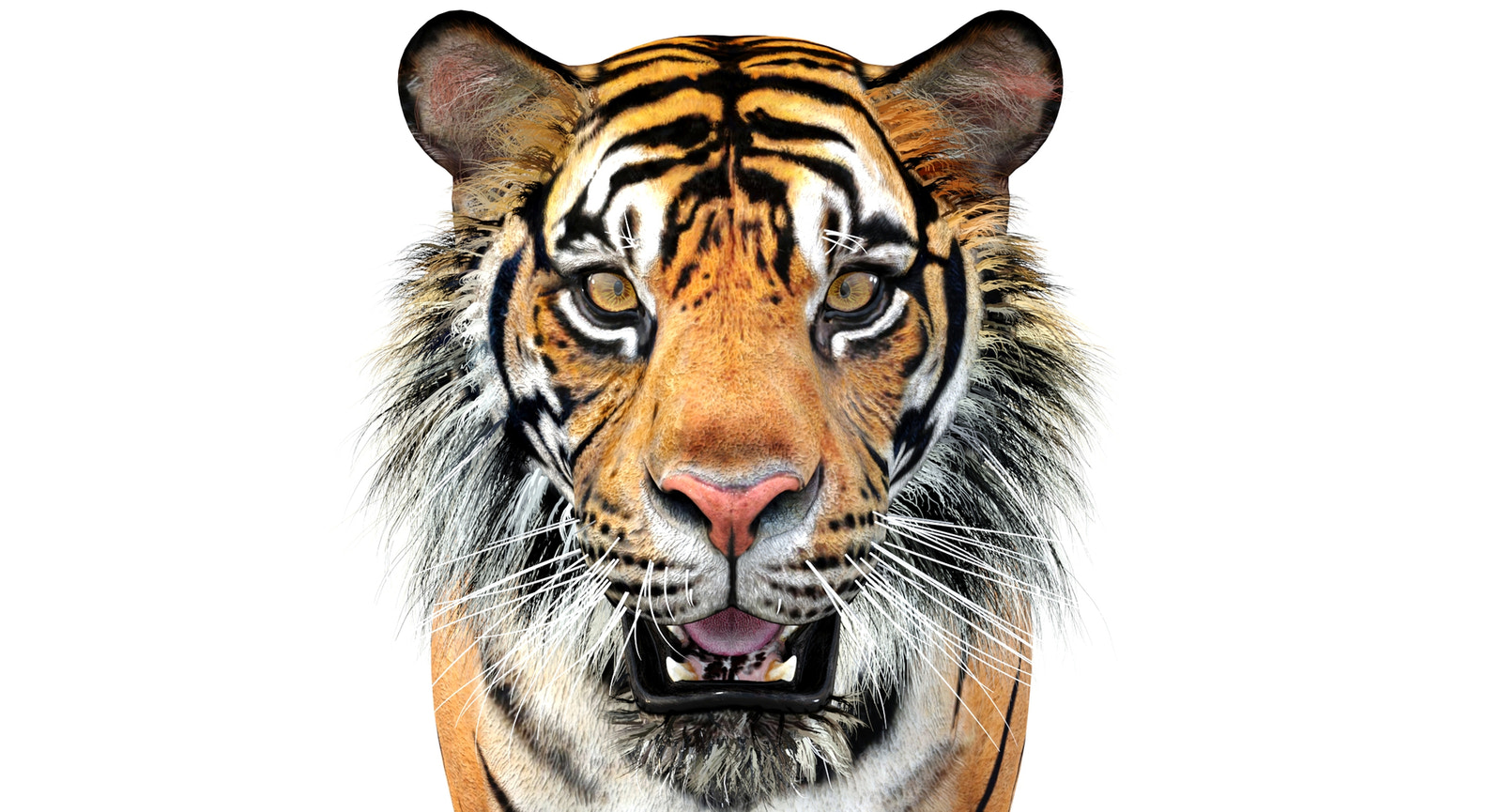 Big Cats 05 3D Model