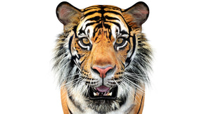 Big Cats 05 3D Model Thumbnail