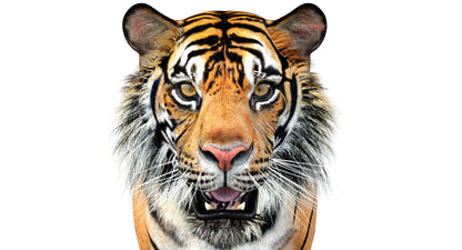 Big Cats 05 3D Model