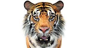 Big Cats 04 3D Model Thumbnail