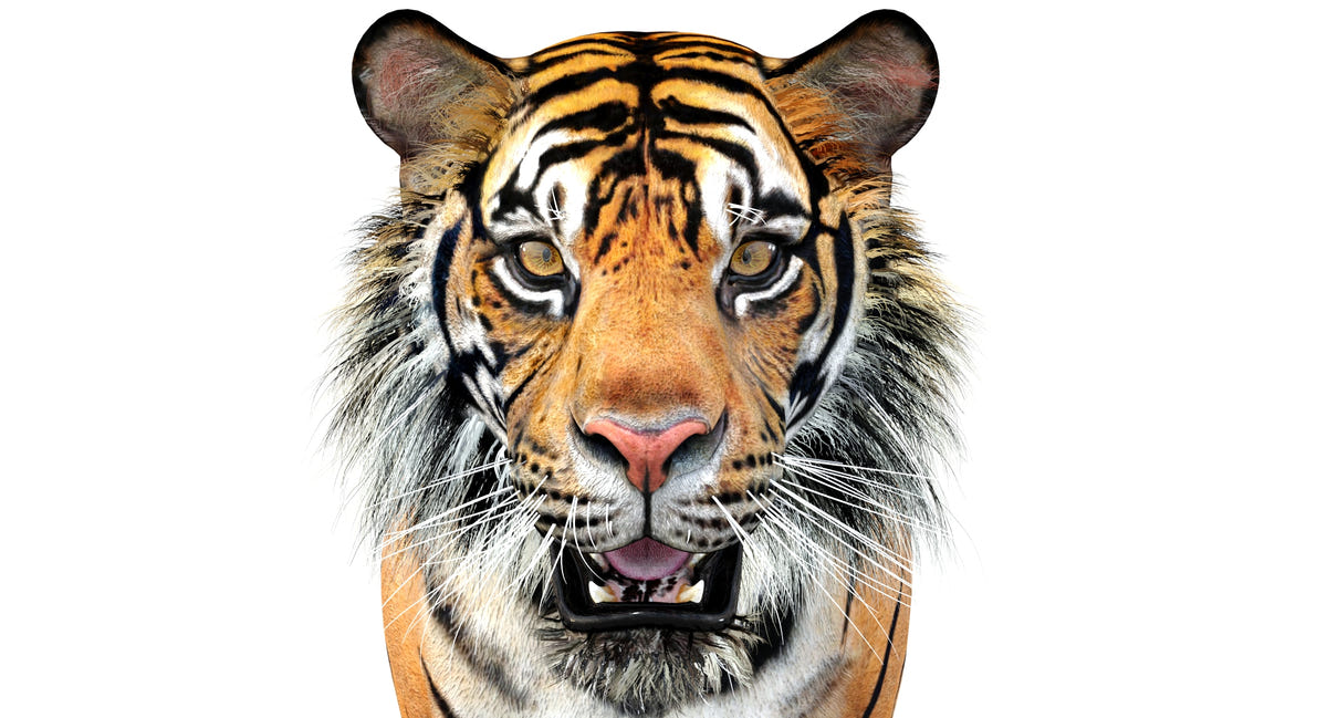 Big Cats 04 3D Model
