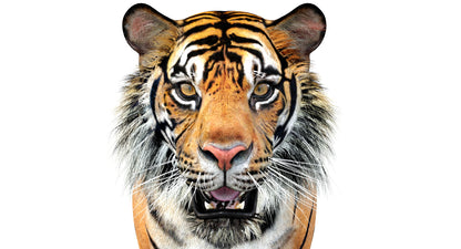 Big Cats 04 3D Model