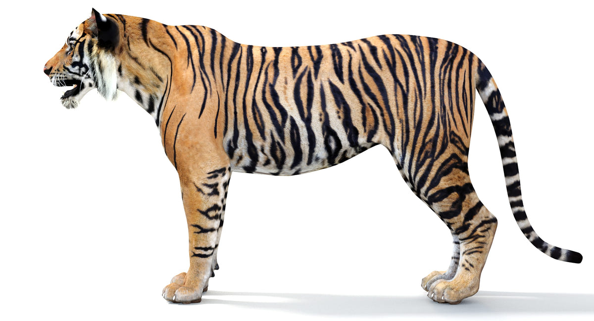 Big Cats 05 3D Model