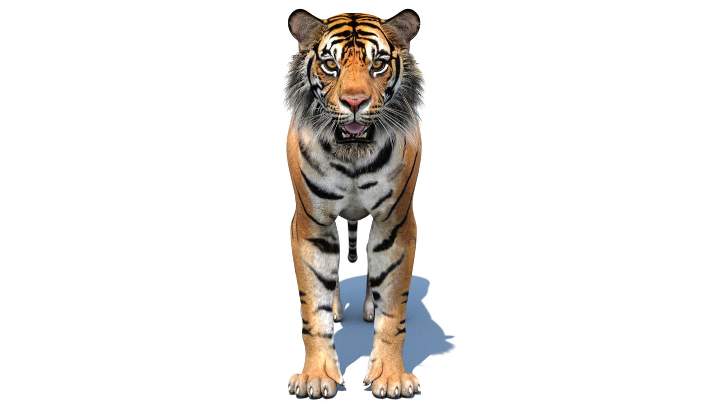 Realistic Sumatran Tiger 3D Model for Download - Game Ready