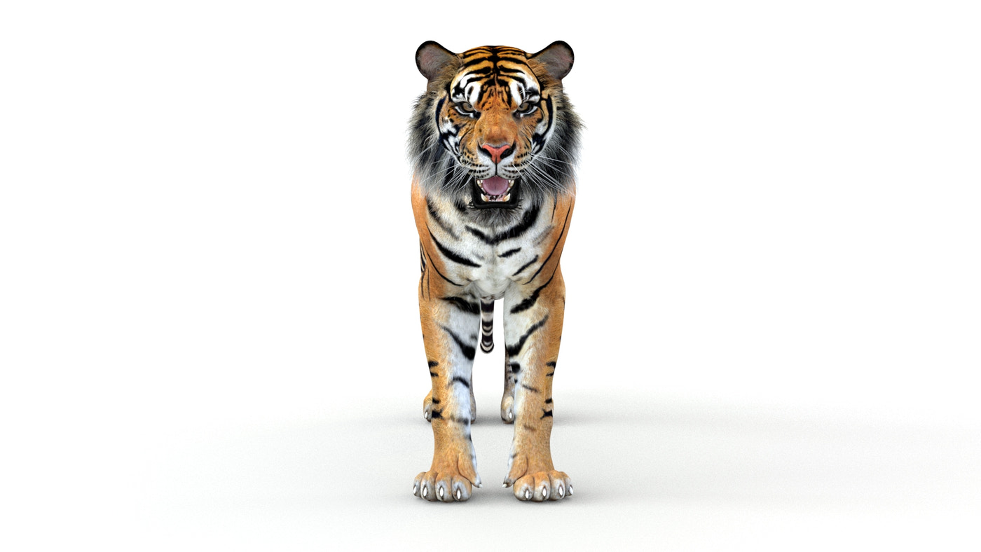 Animated Tiger 3D Model - 360 Degree View