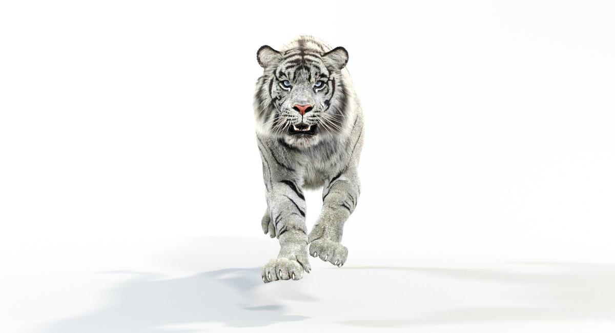 Animated White Tiger 3D Model - Hair and Fur - 360 Degree View