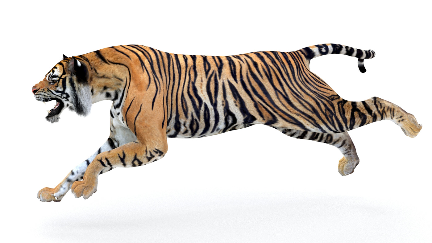 Animated Tiger 3D Model - 360 Degree View