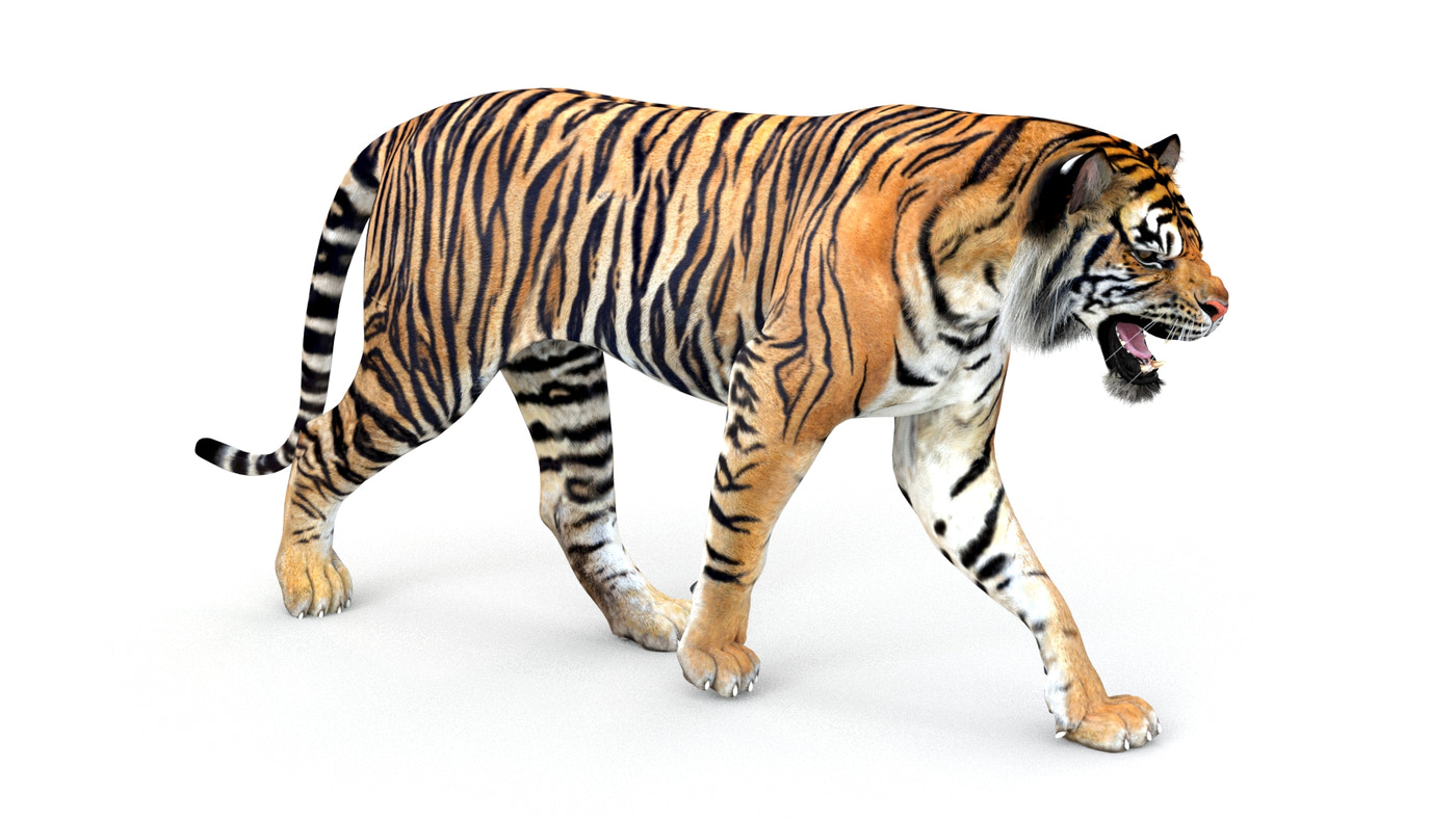 Animated Tiger 3D Model - 360 Degree View
