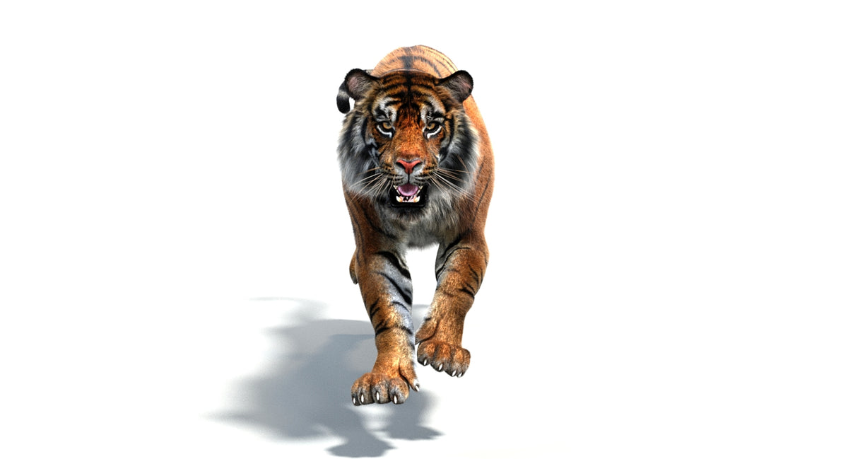 Animated Tiger 3D Model - Hair and  Fur - 360 Degree View