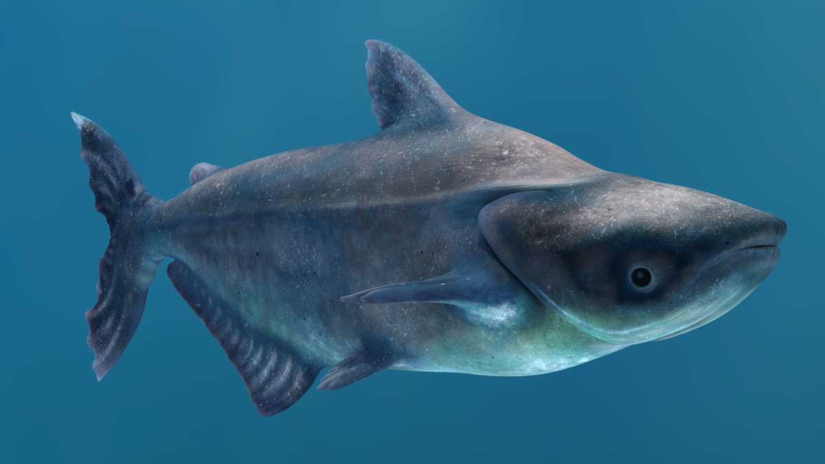 Animated Mekong Giant Catfish 3D Model - 360 Degree View