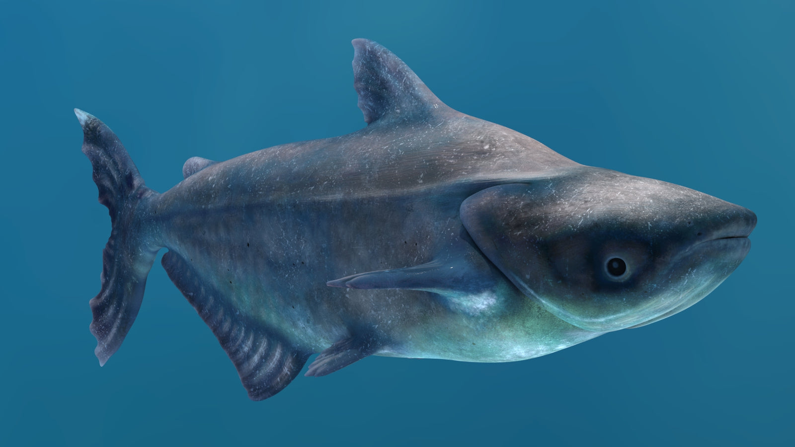 Animated Mekong Giant Catfish 3D Model 360° view 2 frame 3