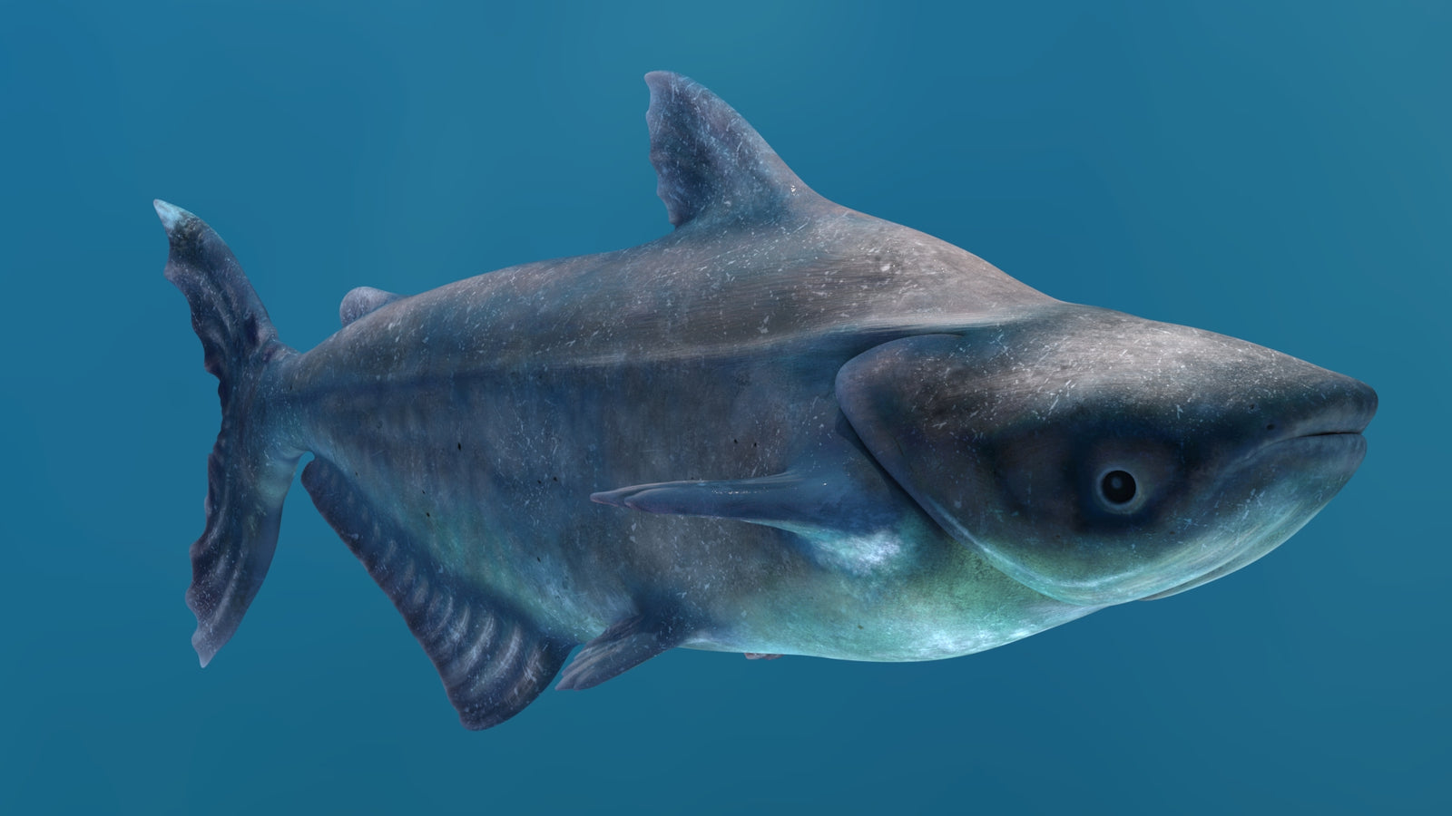 Animated Mekong Giant Catfish 3D Model 360° view 2 frame 8