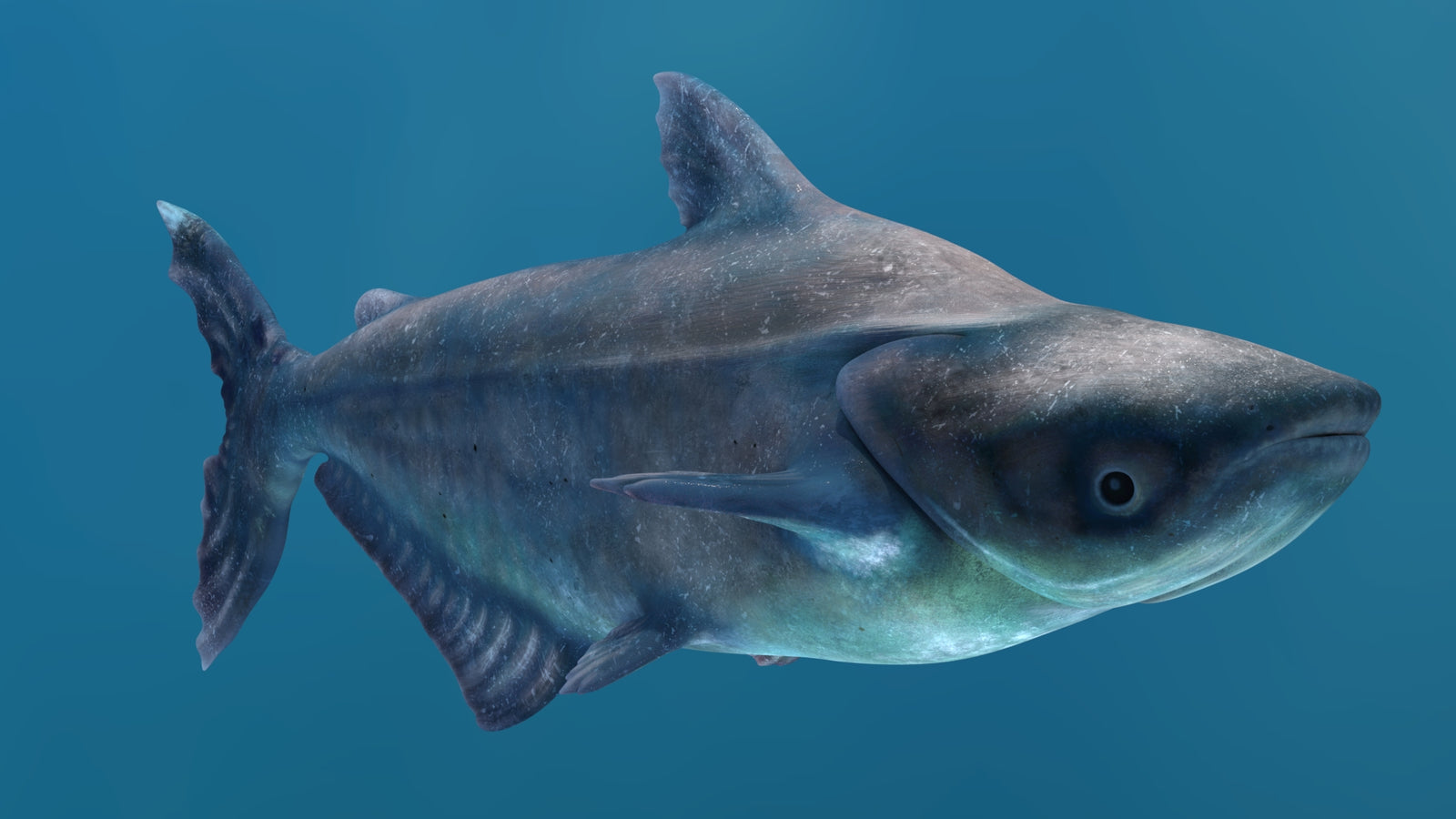 Animated Mekong Giant Catfish 3D Model 360° view 2 frame 13