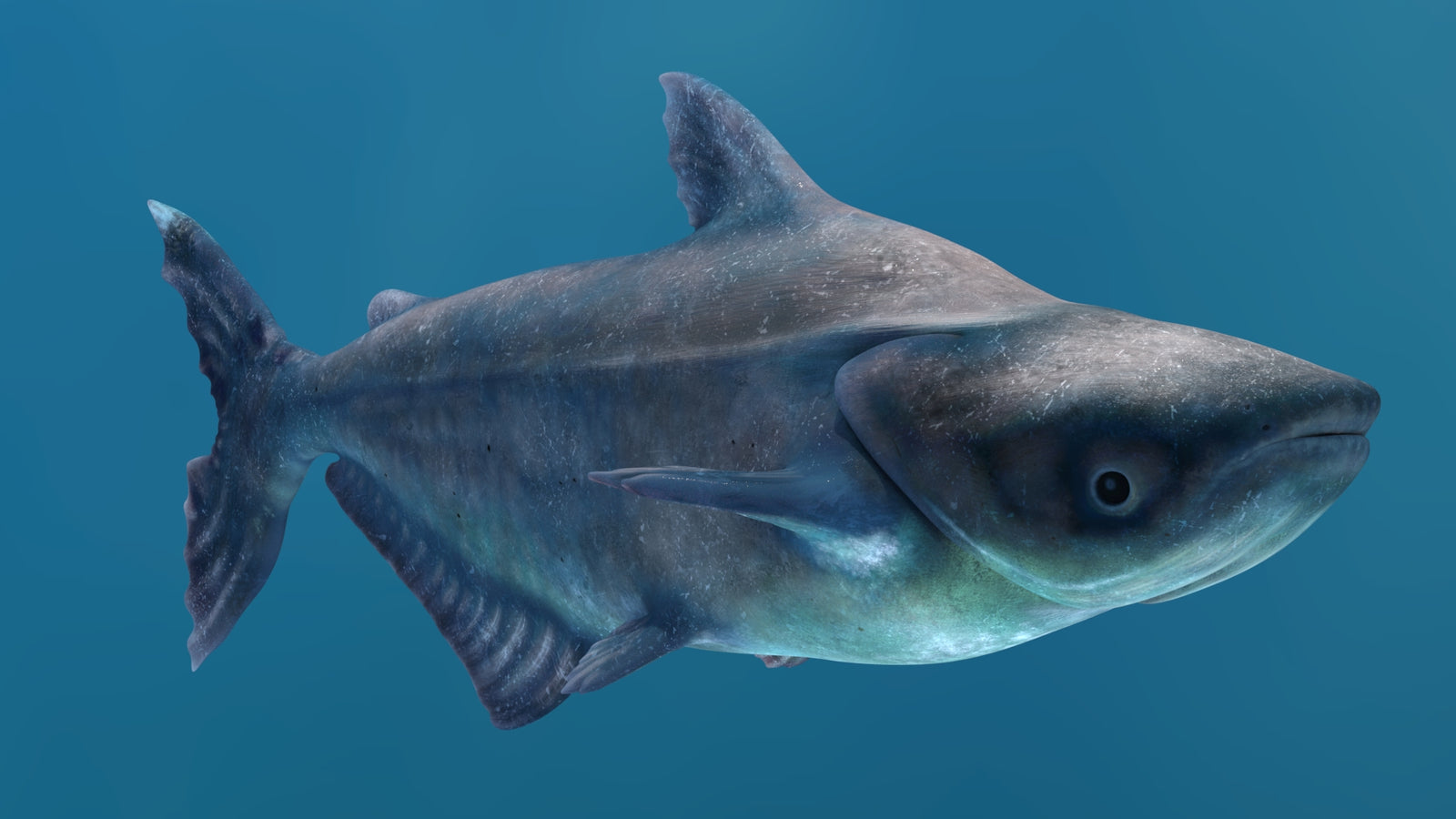 Animated Mekong Giant Catfish 3D Model 360° view 2 frame 17