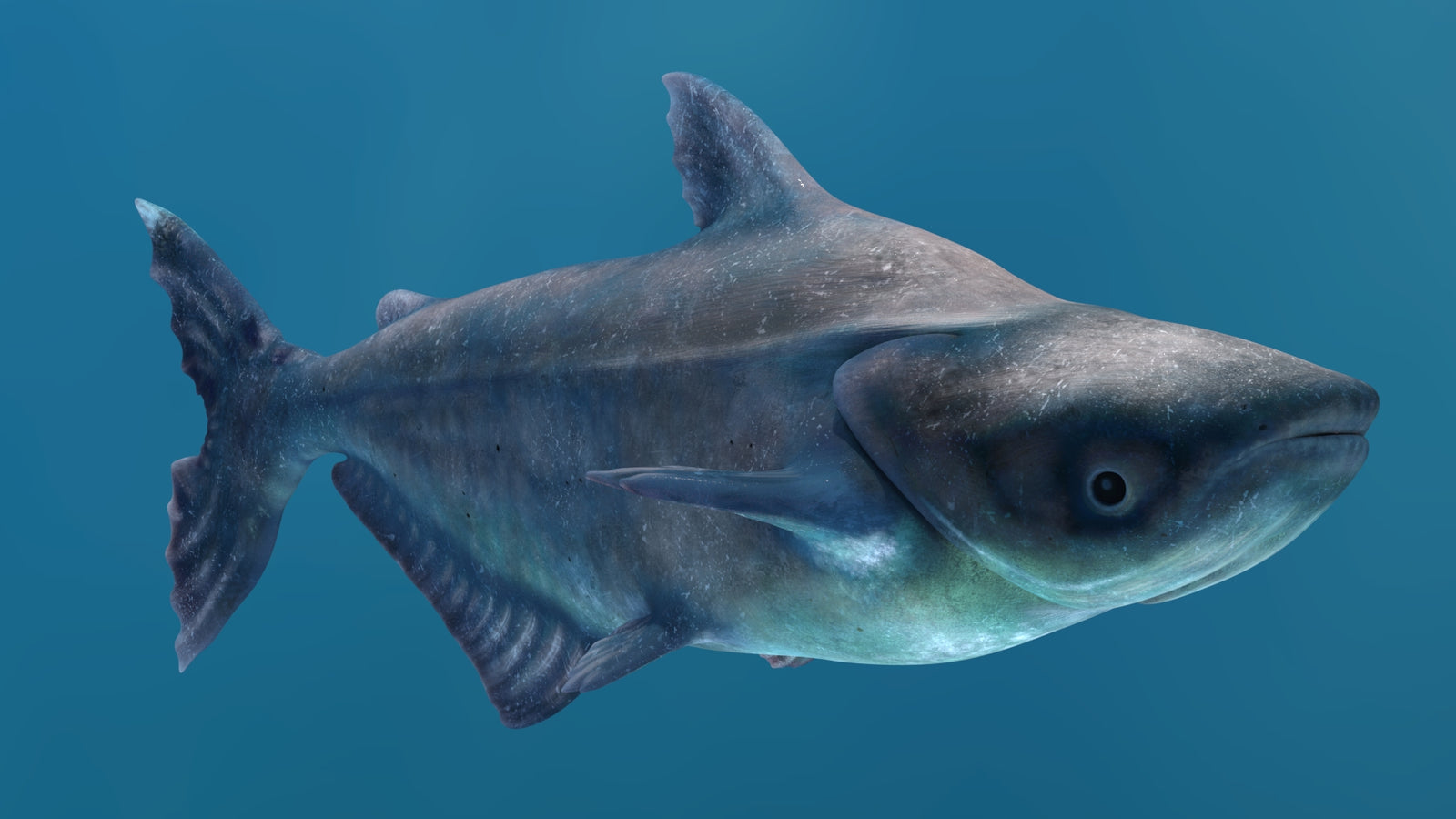 Animated Mekong Giant Catfish 3D Model 360° view 2 frame 20