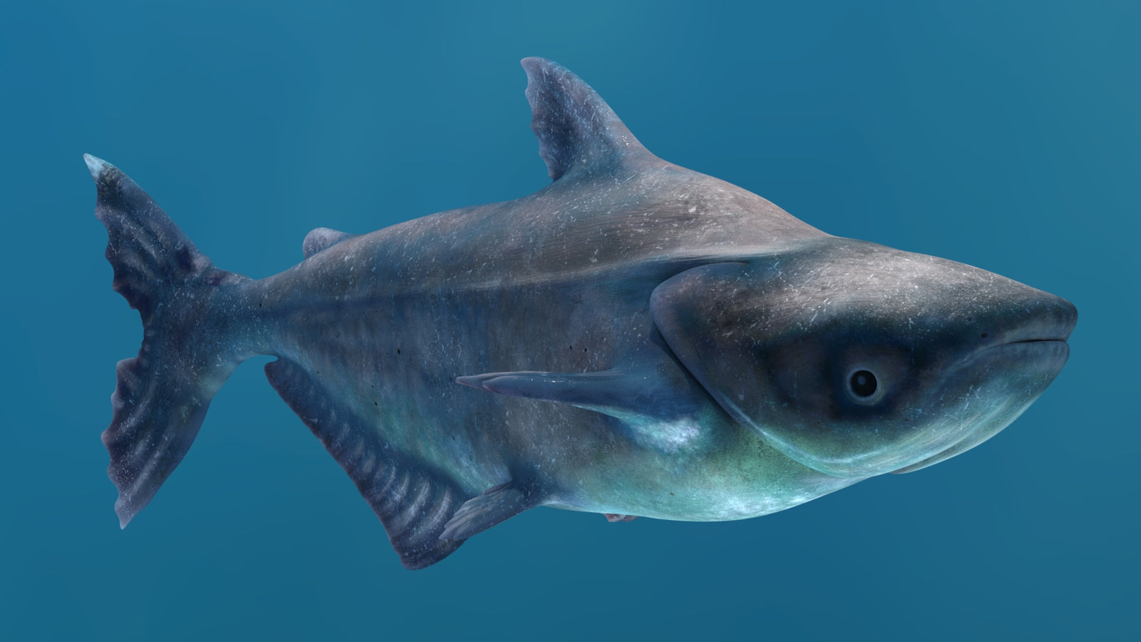 Animated Mekong Giant Catfish 3D Model 360° view 2 frame 25