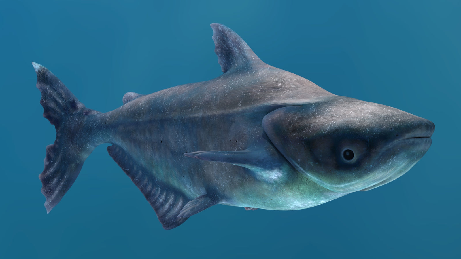 Animated Mekong Giant Catfish 3D Model 360° view 2 frame 26