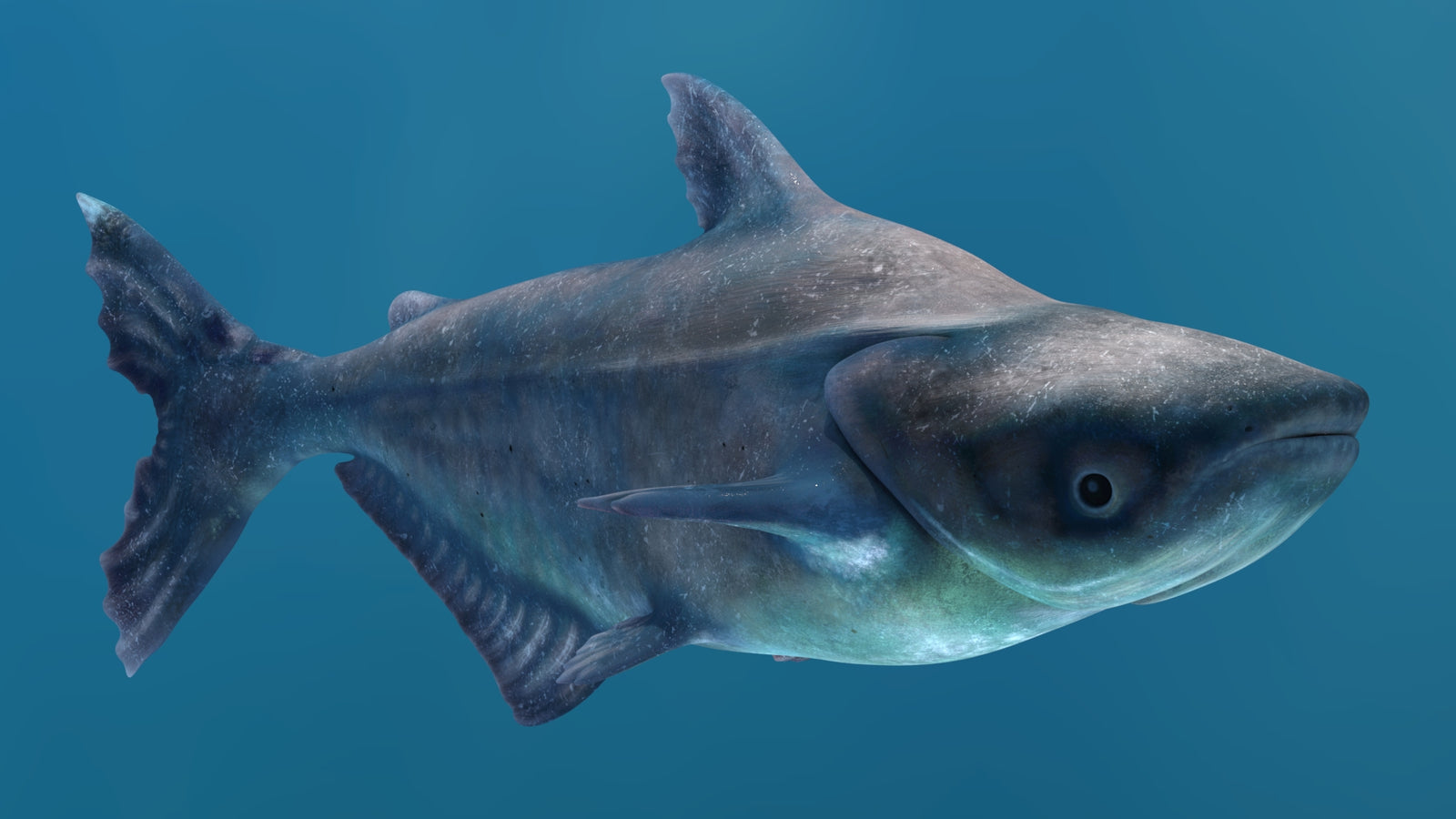 Animated Mekong Giant Catfish 3D Model 360° view 2 frame 30