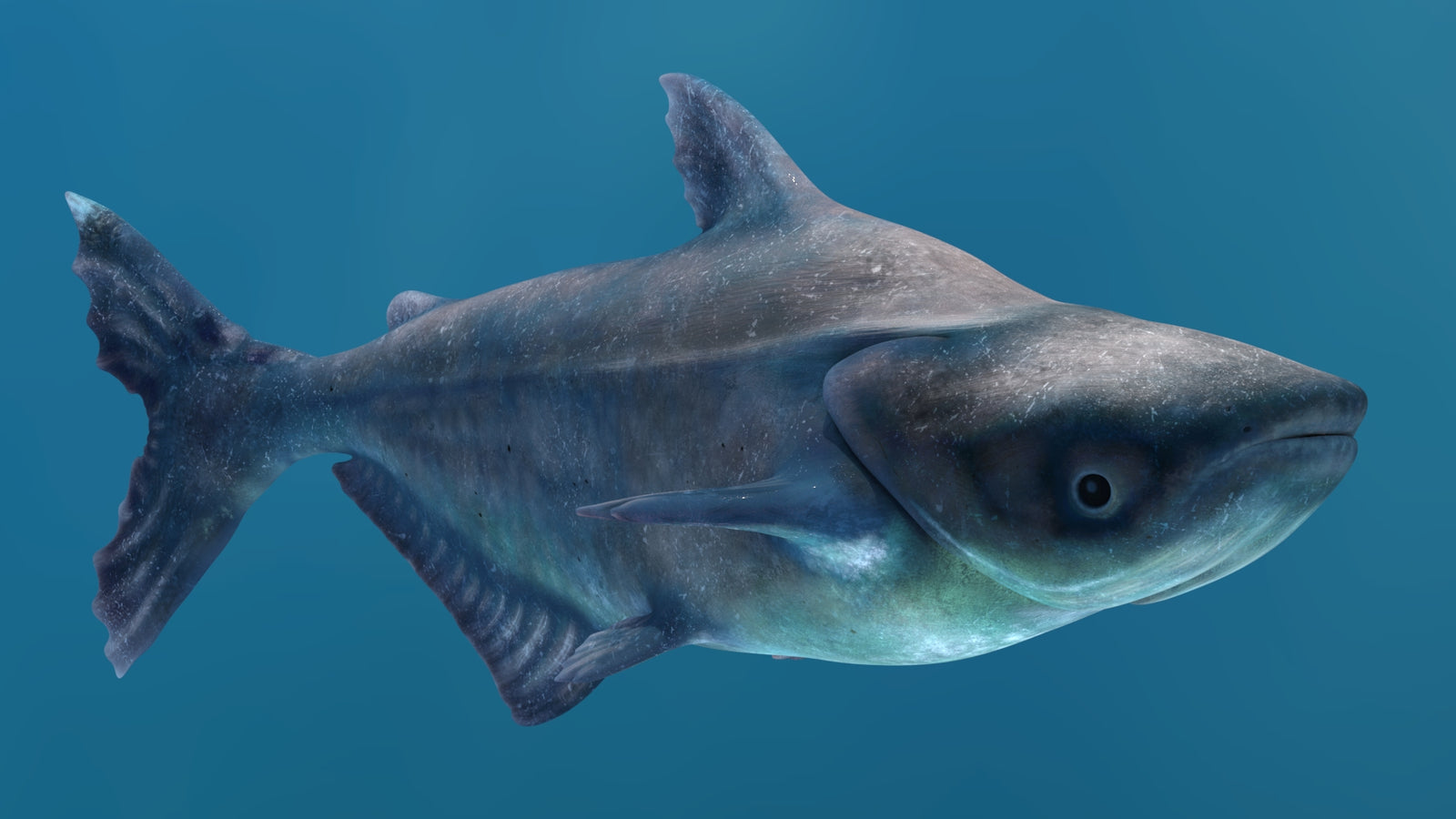 Animated Mekong Giant Catfish 3D Model 360° view 2 frame 32