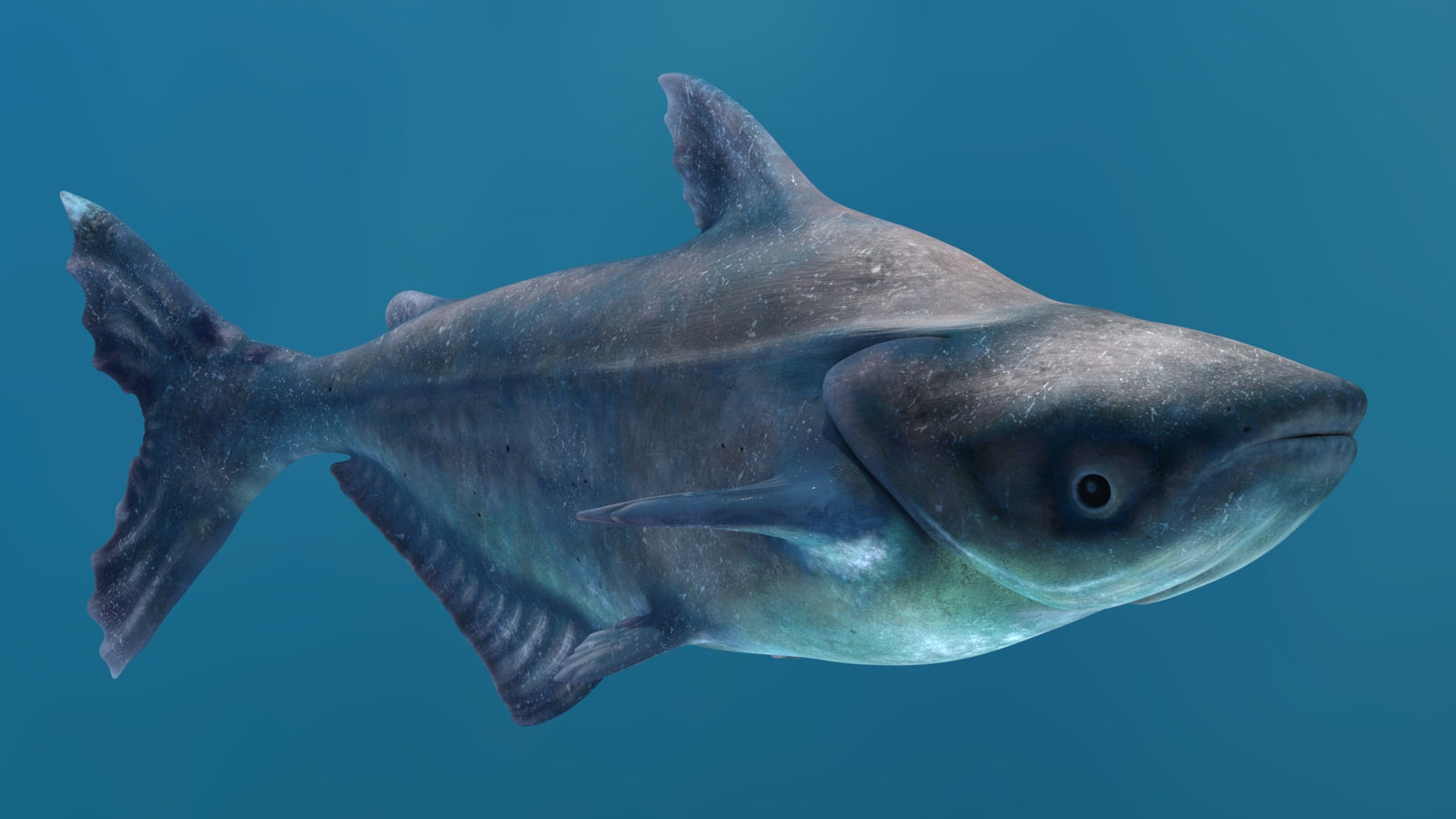 Animated Mekong Giant Catfish 3D Model 360° view 2 frame 33