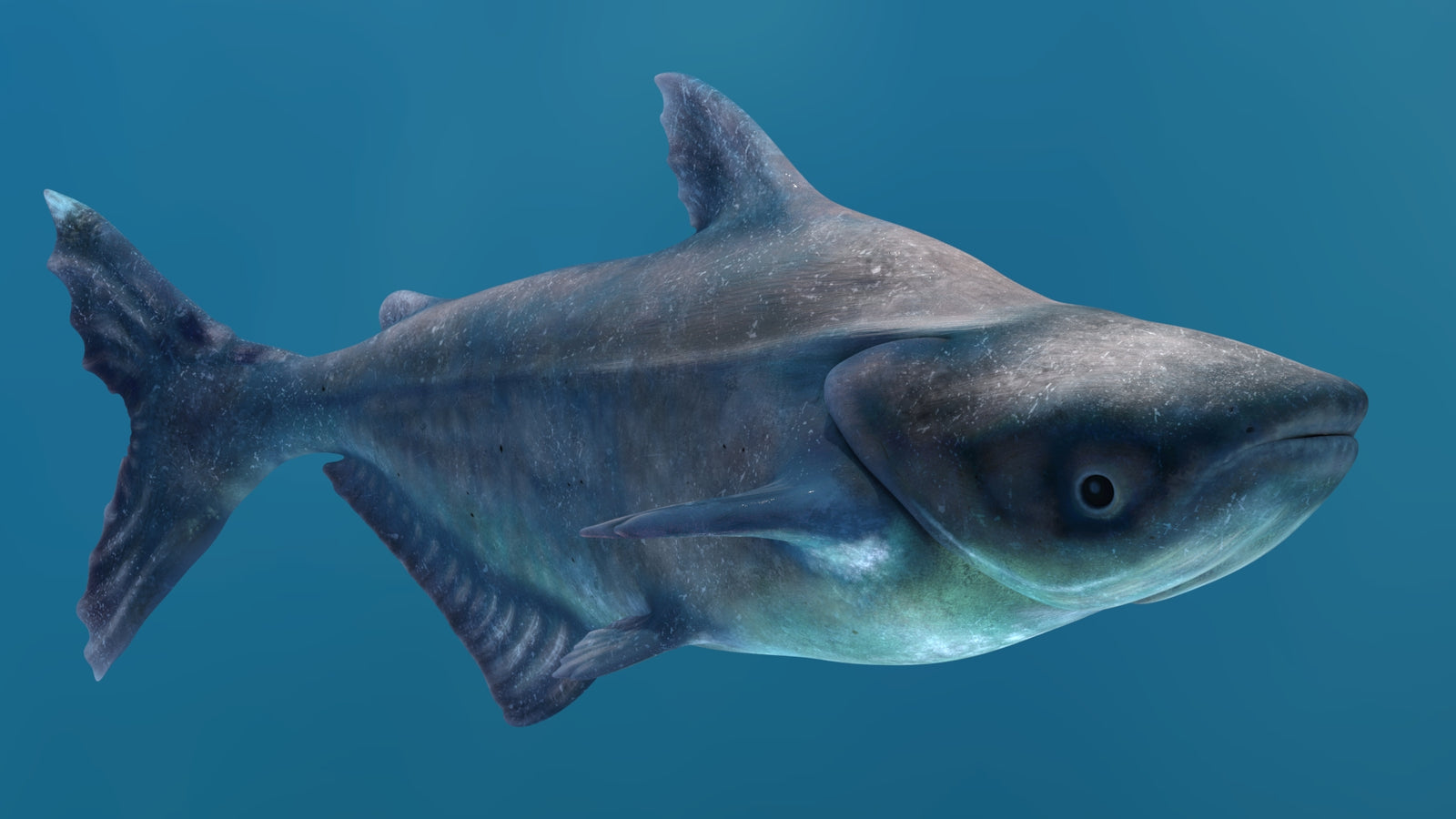 Animated Mekong Giant Catfish 3D Model 360° view 2 frame 37