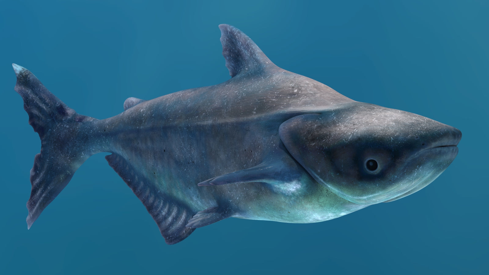 Animated Mekong Giant Catfish 3D Model 360° view 2 frame 42