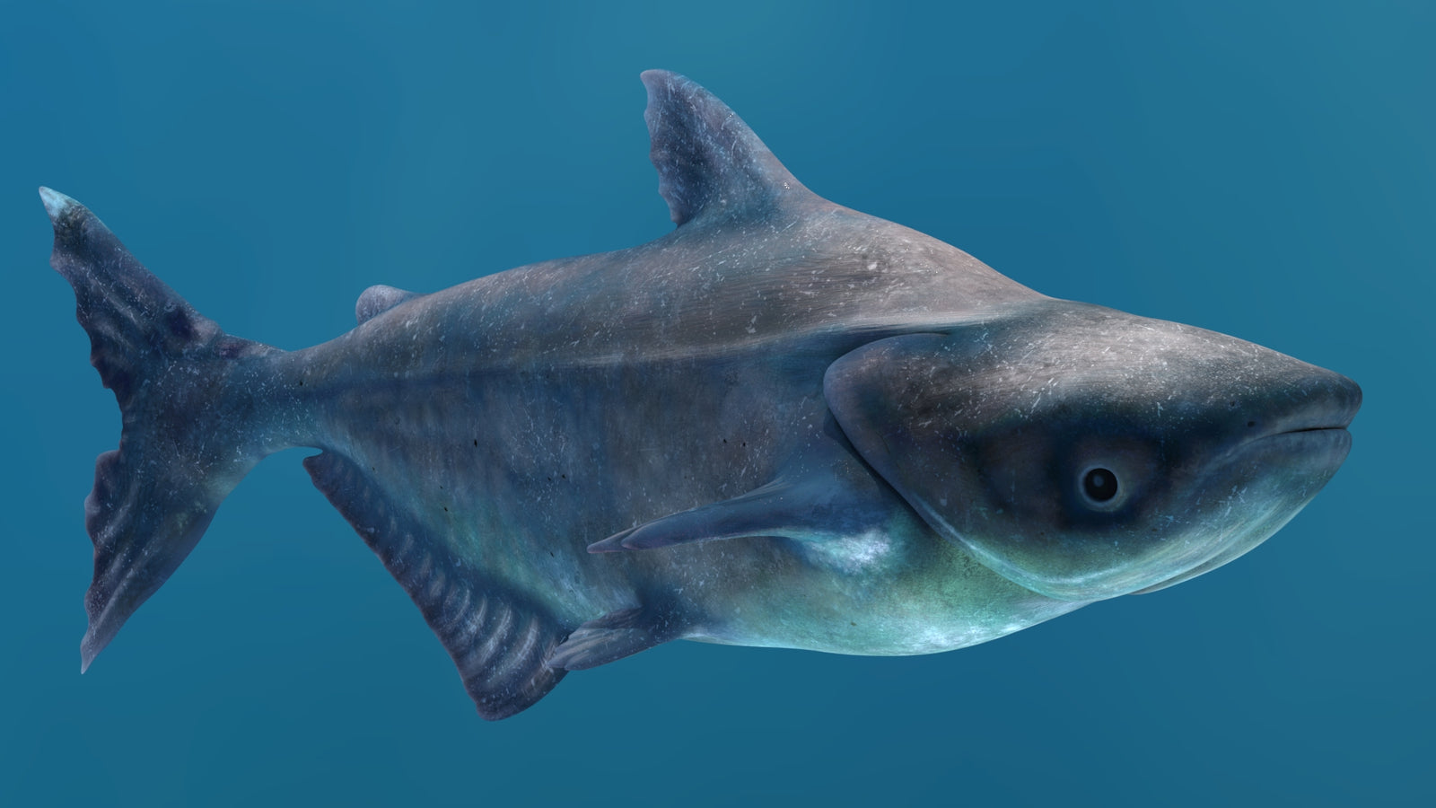 Animated Mekong Giant Catfish 3D Model 360° view 2 frame 45