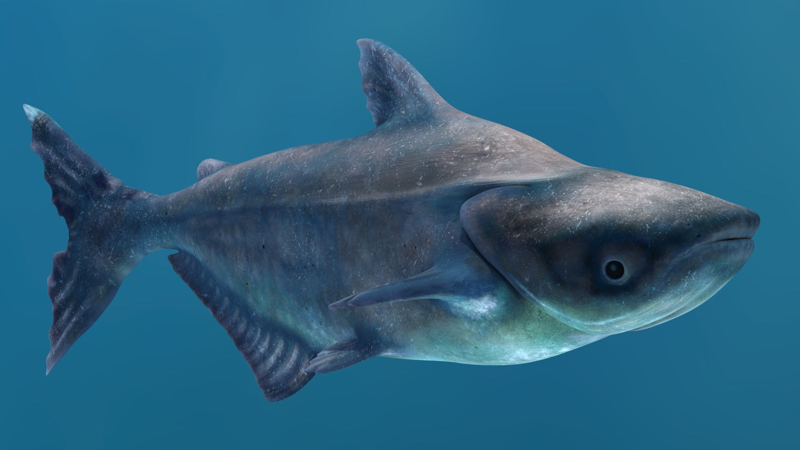 Animated Mekong Giant Catfish 3D Model 360° view 2 frame 46