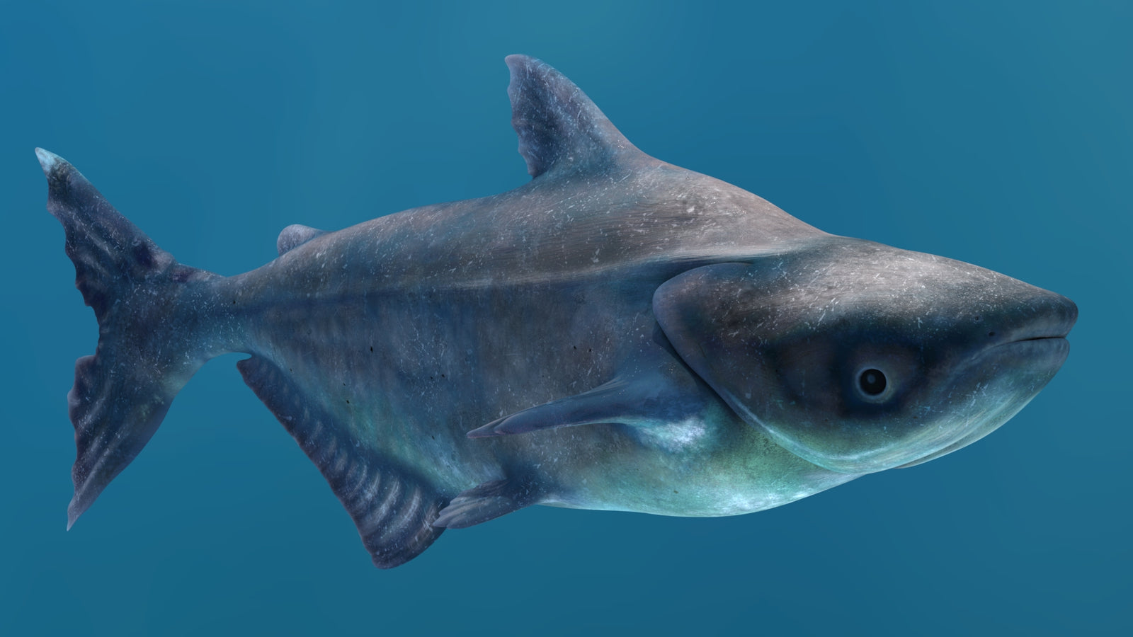 Animated Mekong Giant Catfish 3D Model 360° view 2 frame 47