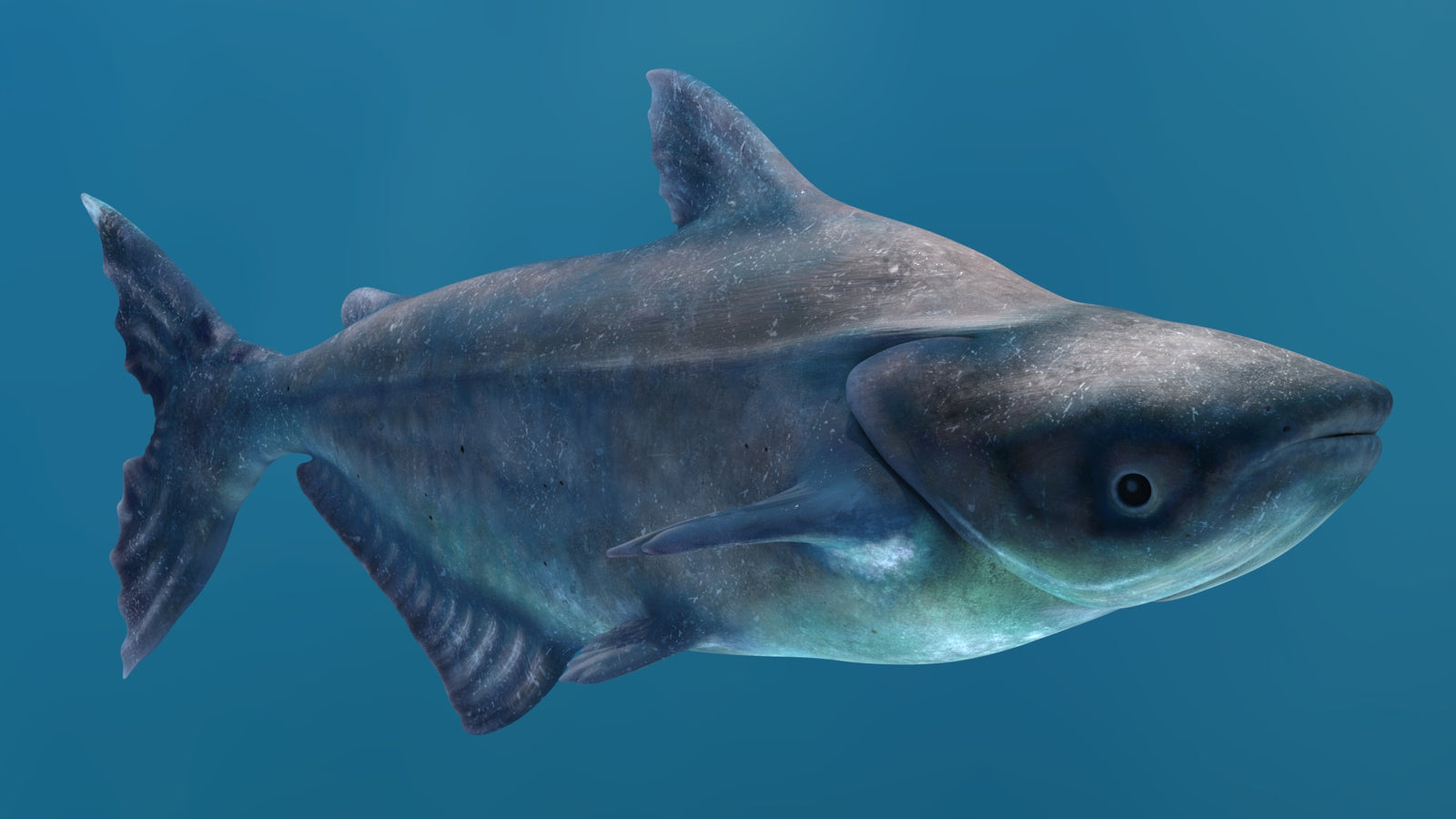 Animated Mekong Giant Catfish 3D Model 360° view 2 frame 54