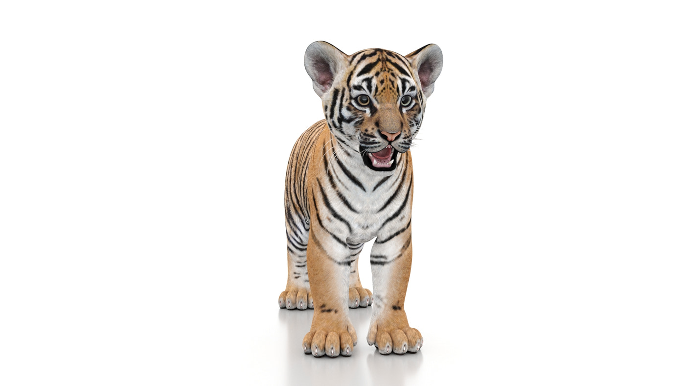 Animated Tiger Cub 3D Model - 360 Degree View